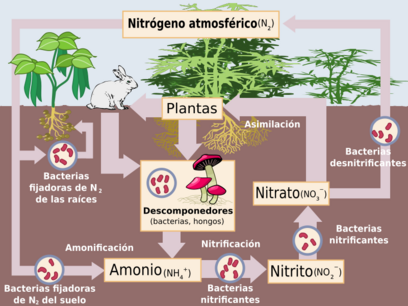 Archivo:Ciclo del nitrógeno