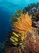 Colorful crinoids at shallow waters of Gili Lawa Laut