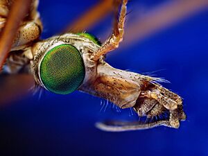 Archivo:Crane Fly - (Tipula)