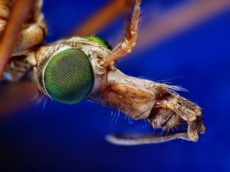 Crane Fly - (Tipula)
