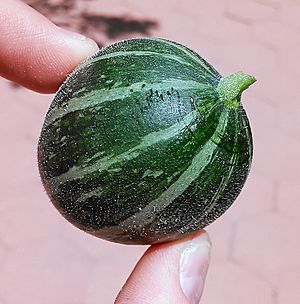 Archivo:Cucurbita foetidissima, gourd close up