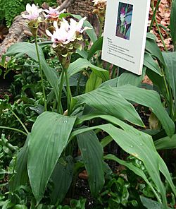 Archivo:Curcuma zedoaria Habitus