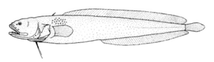 Archivo:Dermatopsis macrodon (Fleshfish)