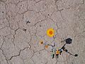 Desertflower