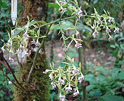 Epidendrum piliferum, known as the Epidendro Canario. (10909646673).jpg