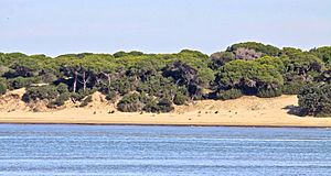 Espacio Natural de Doñana 119 (cropped).jpg