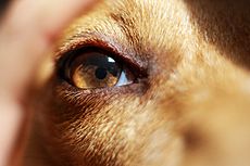 Archivo:Eye of a dog