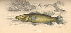 FMIB 38635 Cychia labrina.jpeg