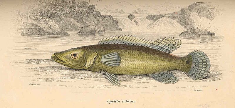 FMIB 38635 Cychia labrina