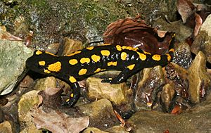 Archivo:Feuersalamander-salamandra-salamandra