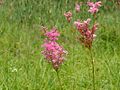 Filipendula rubra1cm195902