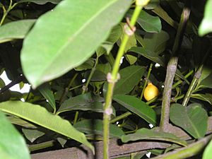 Archivo:Fruta e Folhas de Bacupari