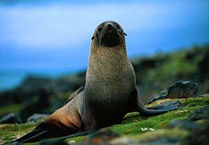 Archivo:Fur seal antarctic peninsula