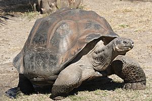 Archivo:Galapagos giant tortoise Geochelone elephantopus