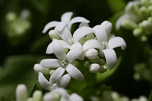 Archivo:Galium odoratum Flower