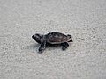 HawksbillHatchling