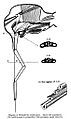 HemipteraMouthparts