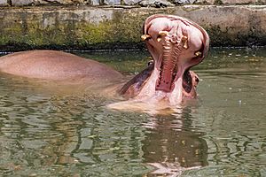 Archivo:Hipopótamo (Hippopotamus amphibius), Zoo de Ciudad Ho Chi Minh, Vietnam, 2013-08-14, DD 04
