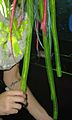Kerli at the 2011 South by Southwest 3 cropped