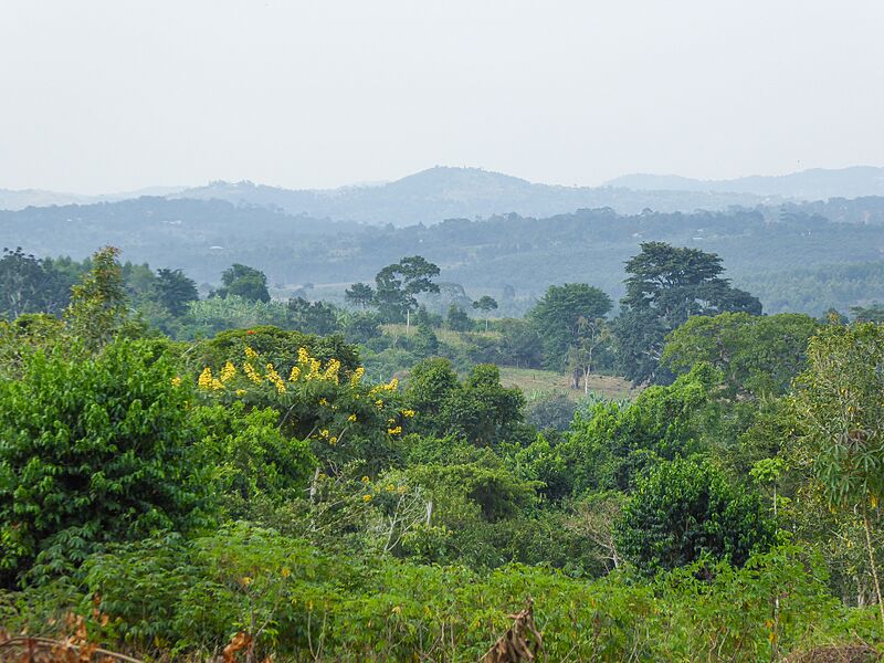 Landscape at Mbazzi 01