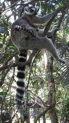 Archivo:Lemur catta - nursing 01