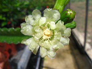 Archivo:Leptocereus grantianus flower
