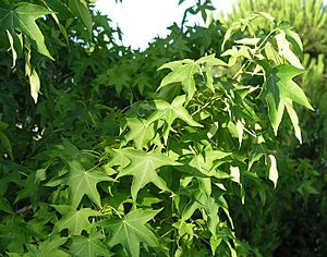 Archivo:Liquidambar-styraciflua-foliage