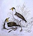 Louisa Atkinson - Sandpipers