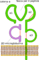 MHC-I structure