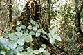 Marine sniper ghillie suit