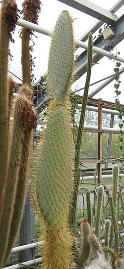 Opuntia megasperma02.jpg