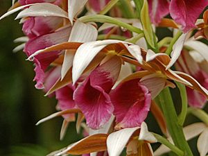 Archivo:Orchidaceae - Phaius tancarvilleae-1