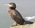 Phalacrocorax carbo1