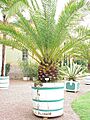Phoenix canariensis0