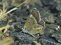 Polyommatus golgus - Nature Conservation-001-073-g025