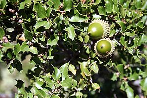 Archivo:Quercus coccifera con bellotas
