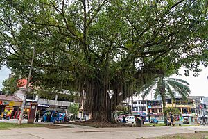 Archivo:Renaco patrimonial en el distrito Rupa-Rupa, provincia de Leoncio Prado 06