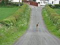 Roe Deer at Arniston - geograph.org.uk - 826838