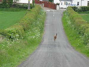 Archivo:Roe Deer at Arniston - geograph.org.uk - 826838