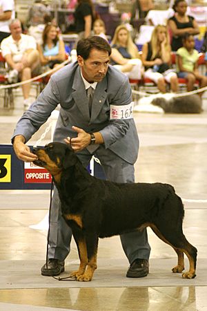 Archivo:Rottweiler Conformation Showing