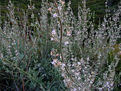 Salvia apiana.jpg