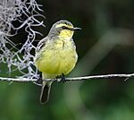 Archivo:Satrapa icterophrys - Yellow-browed tyrant