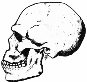 Archivo:Skhül skull-5