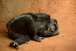 Archivo:Sleeping chimpanzee (9165242880)