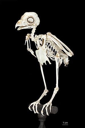 Archivo:Squelette de Strigidae MHNT