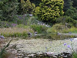 Archivo:Strybing Arboretum pond