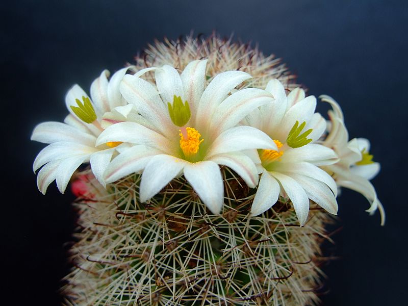 Succu Mammillaria hutchisoniana 01