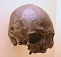Tepexpan 1.Homo Sapiens 4,700 Years Old