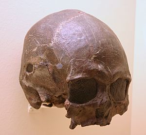 Archivo:Tepexpan 1.Homo Sapiens 4,700 Years Old