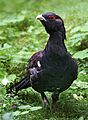 Tetrao urogallus Richard Bartz
